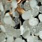 Подвесная люстра Loft IT Fairytree 10066/600 GB - фото №3